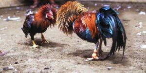 Đá gà cựa dao là gì?